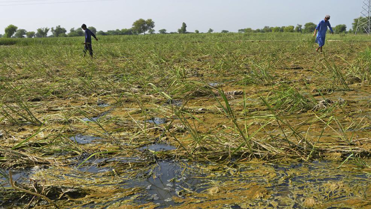 Pakistan floods raise fears of hunger after crops wrecked